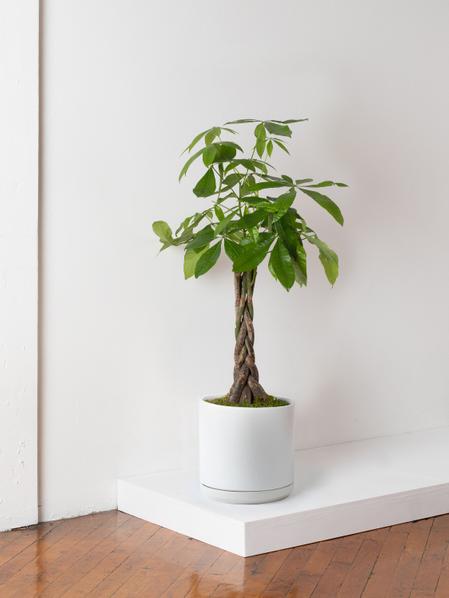 Braided Money Tree