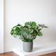 Monstera Deliciosa