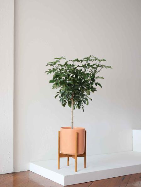 Schefflera Tree
