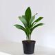 Schusterpalme