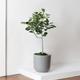 Ficus Audrey Tree