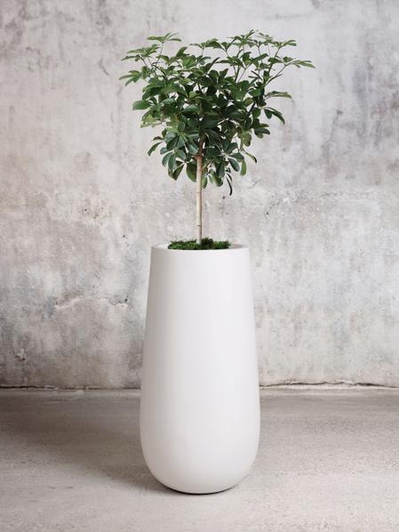 Schefflera Tree