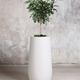 Schefflera Tree