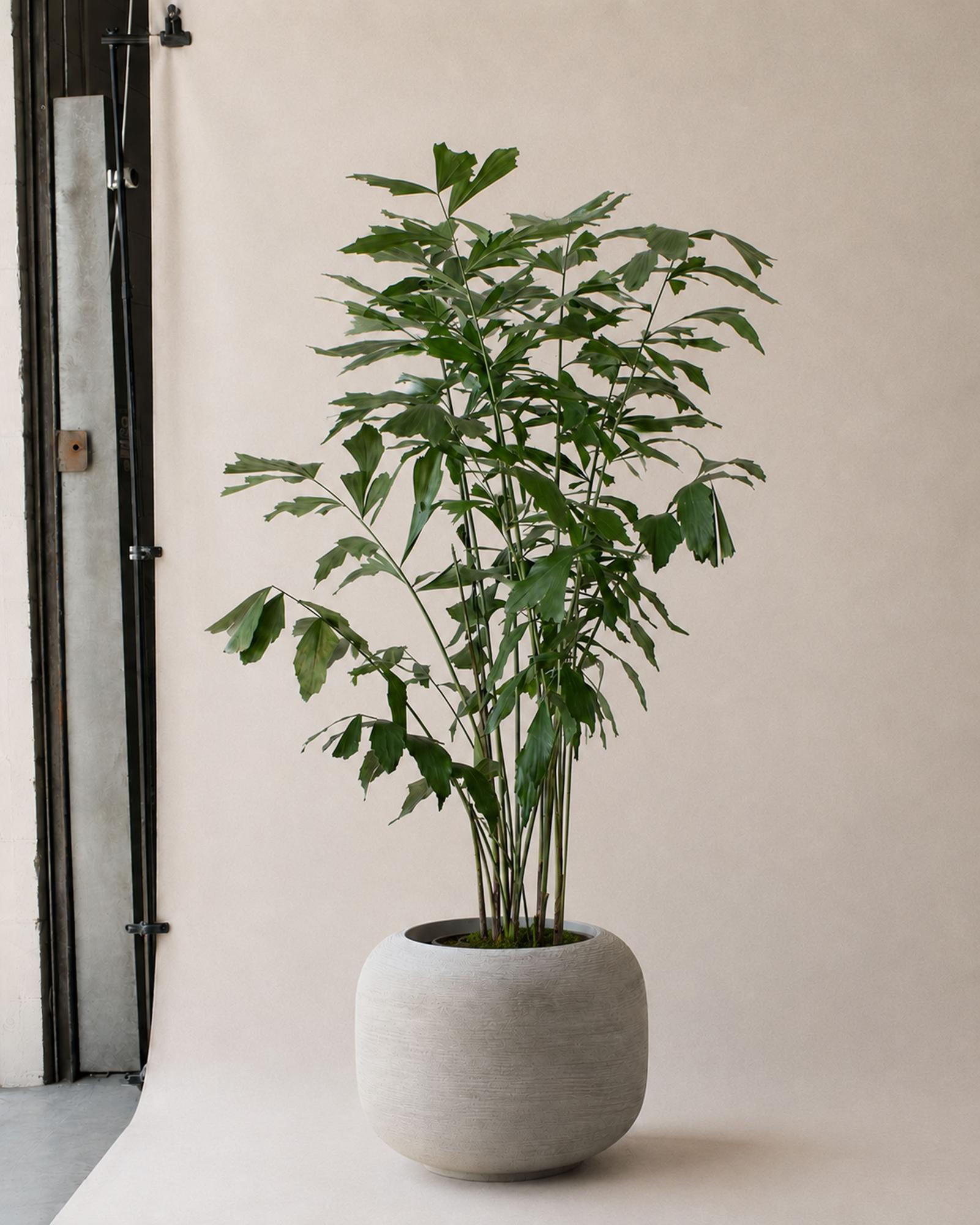 Fishtail Palm