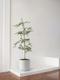 Black Olive Tree