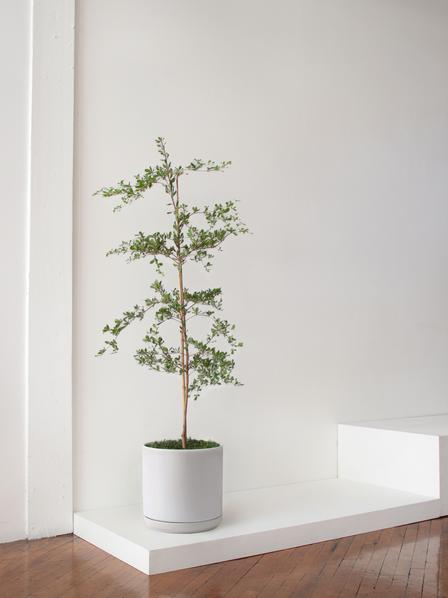 Black Olive Tree