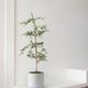 Black Olive Tree