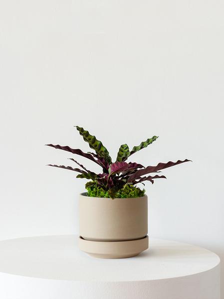 Calathea Rattlesnake