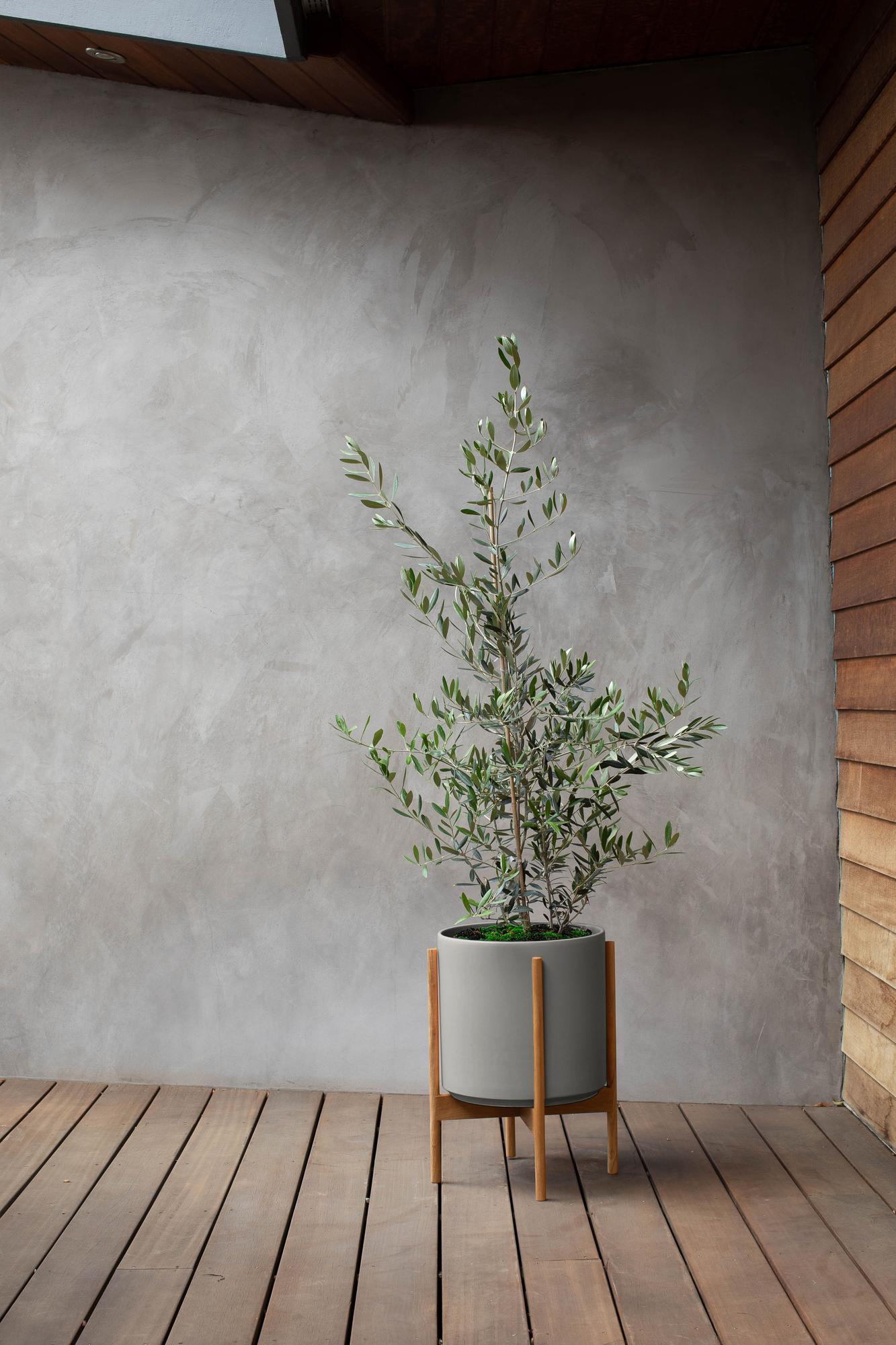 Olive Bush - Gray Mid-Century Ceramic & Light Wood Stand 