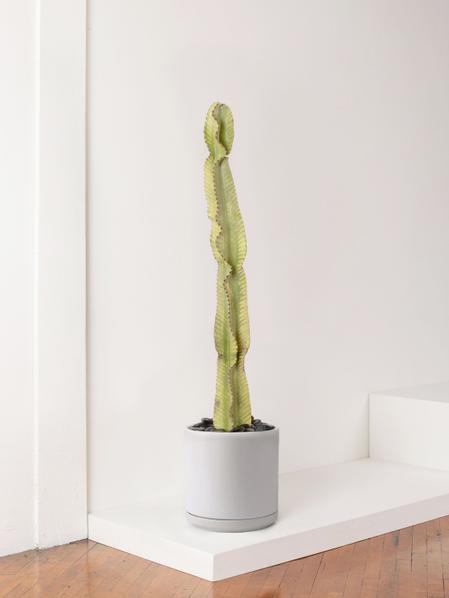 Desert Cactus