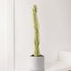 Desert Cactus