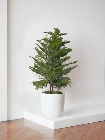Norfolk Island Pine