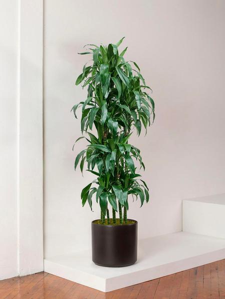 Dracaena Fragrans Janet