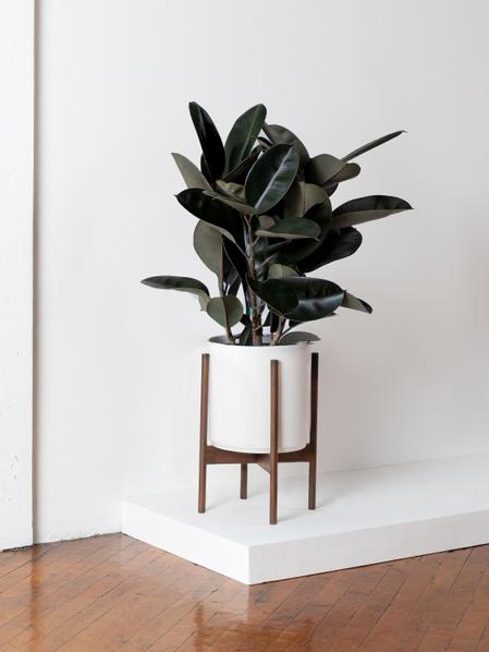 Rubber Tree