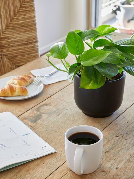 Cascading Pothos
