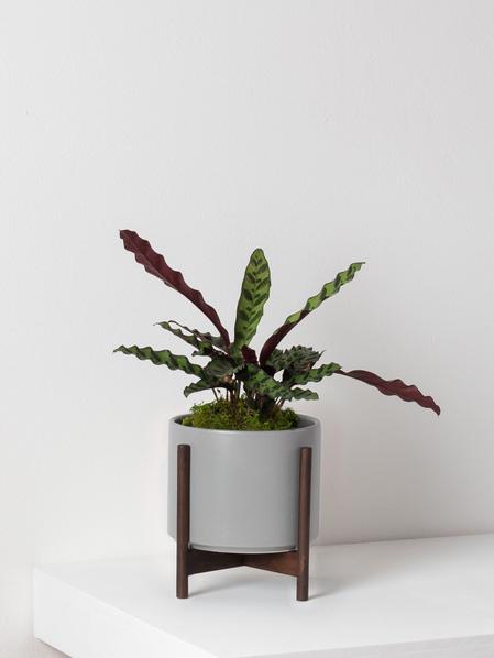 Calathea Rattlesnake