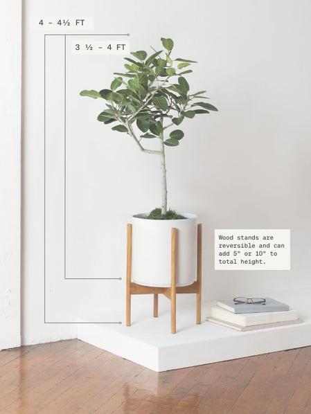 Ficus Audrey Tree