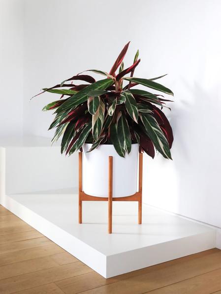 Magenta Triostar - Mid-Century