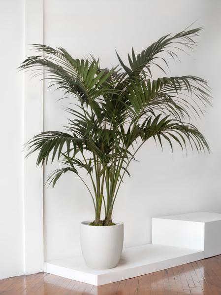 Kentia Palm