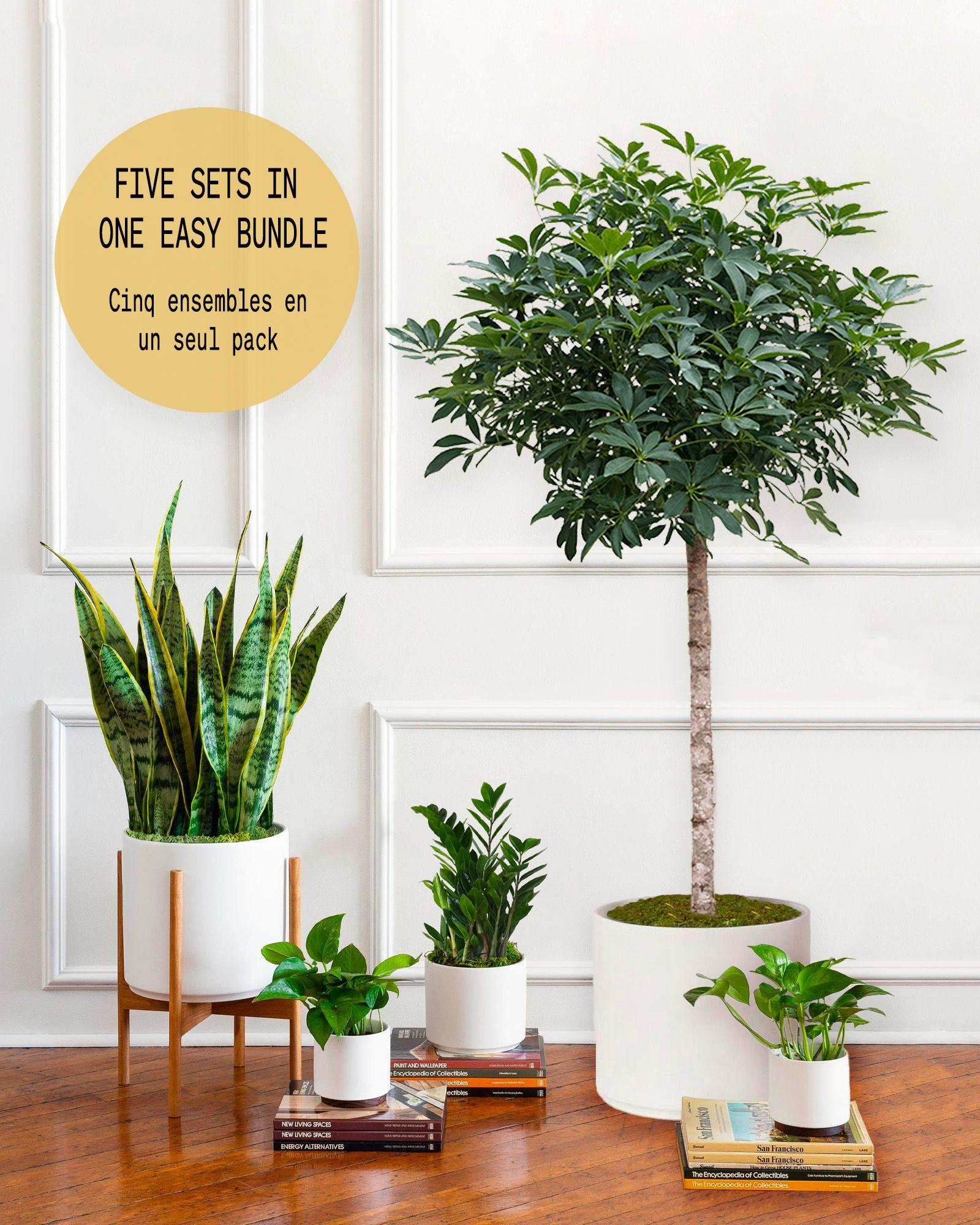 Pack XL - Plantes faciles à entretenir