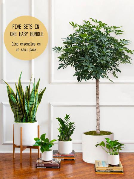 Pack XL - Plantes faciles à entretenir