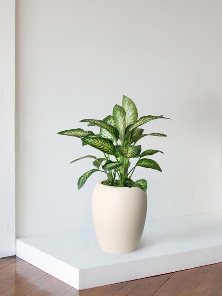 Dieffenbachia