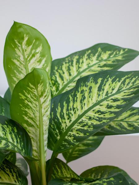 Dieffenbachia