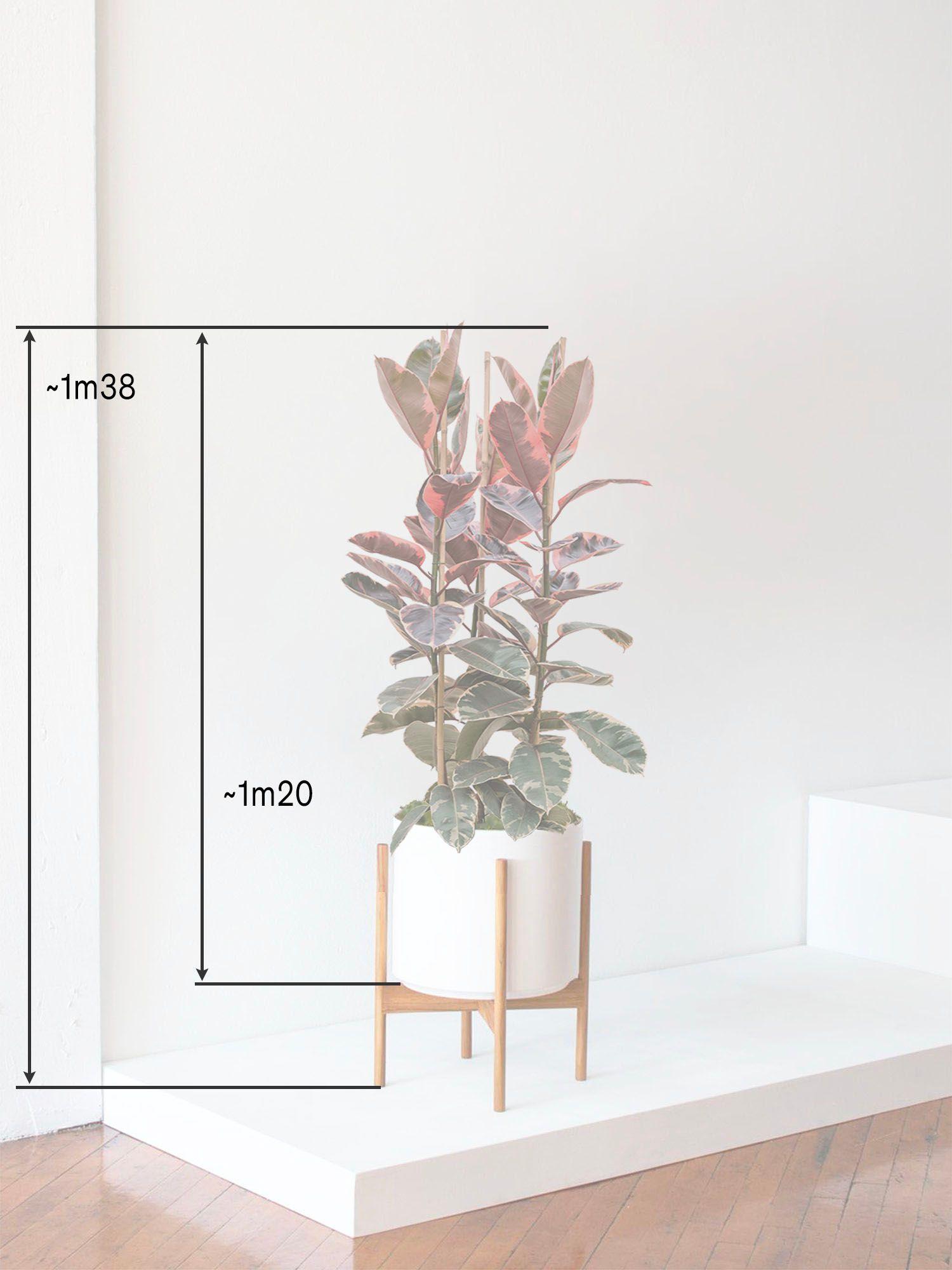 Rosa Gummibaum Large (1m20) + Mid-Century Topf | Lon & George