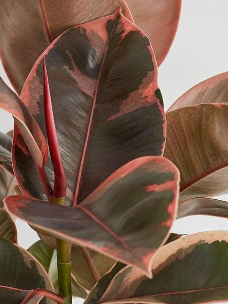 Ruby Rubber Plant