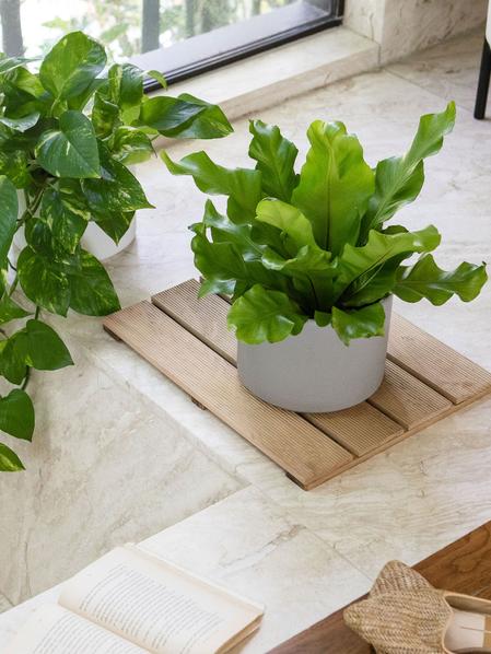 Bird's Nest Fern