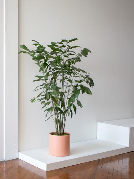 Fishtail Palm