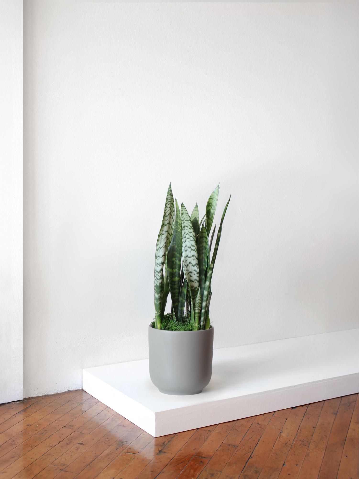 Black Coral Snake Plant