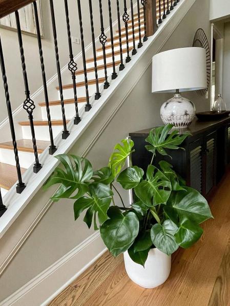 Monstera Deliciosa