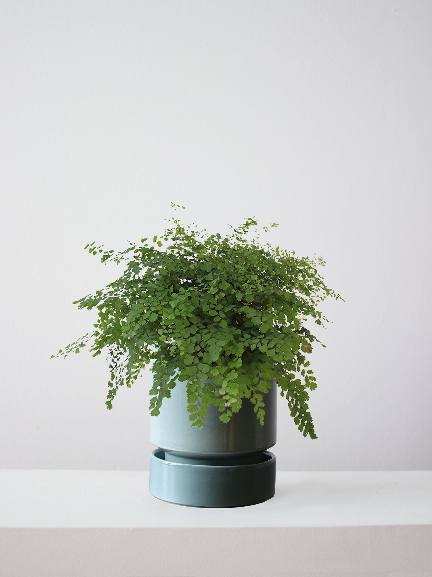 Maidenhair Fern