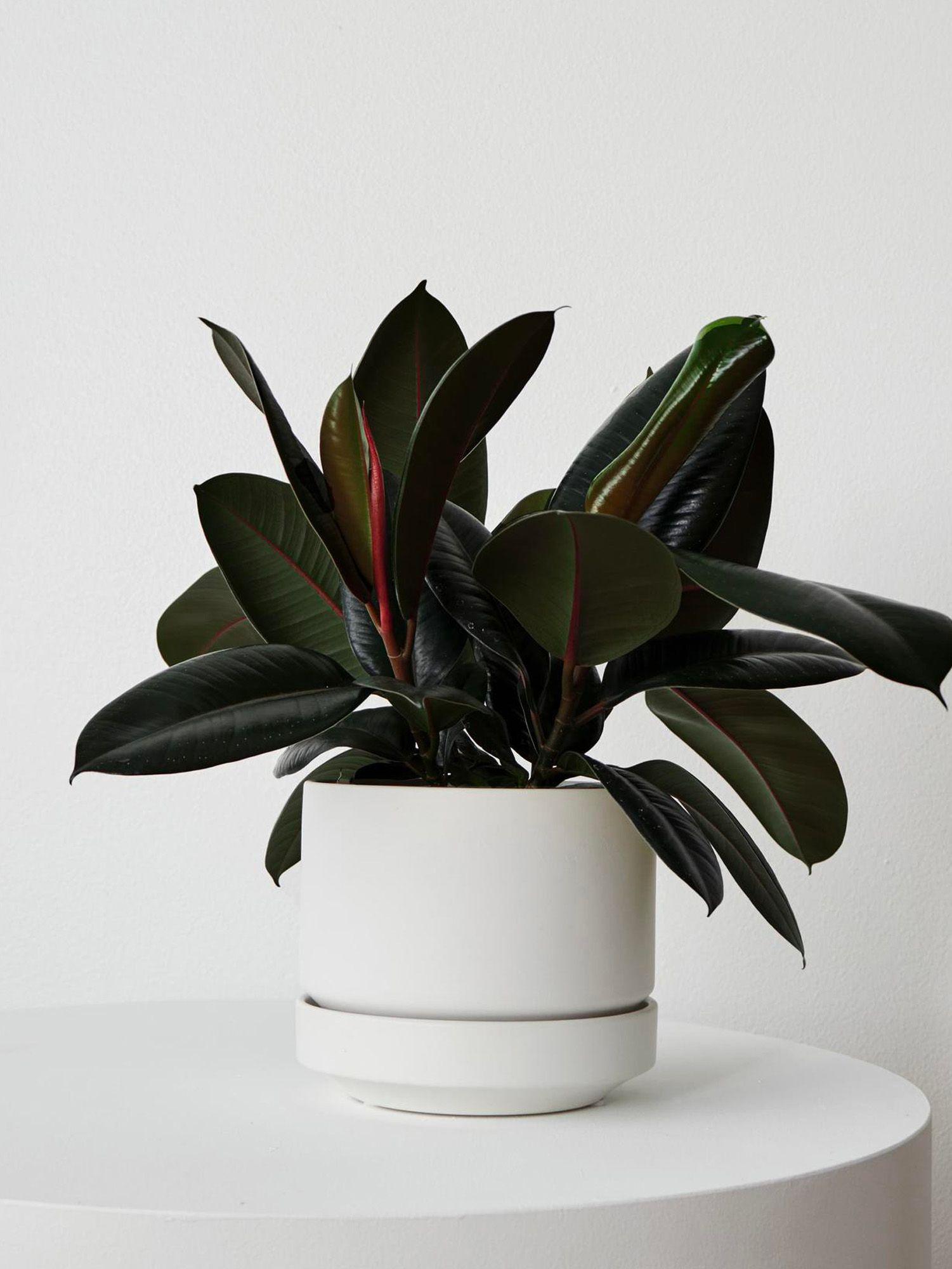 Scandinavian - Le 20