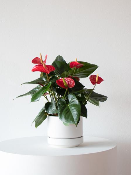King of Hearts Anthurium