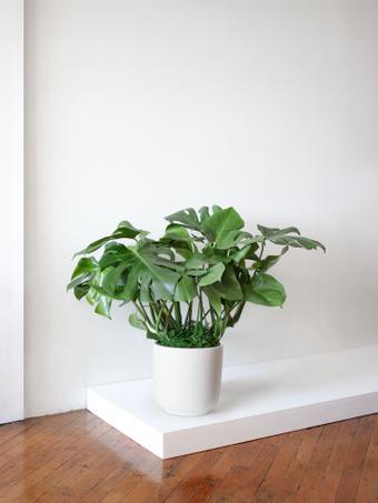 indoor plants picture