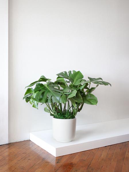 Monstera Deliciosa