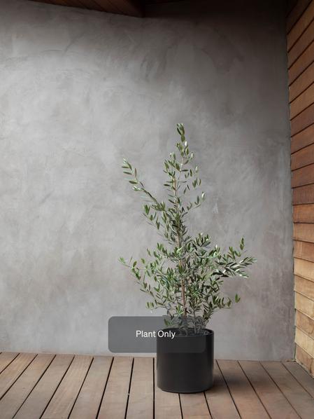 Olive Bush