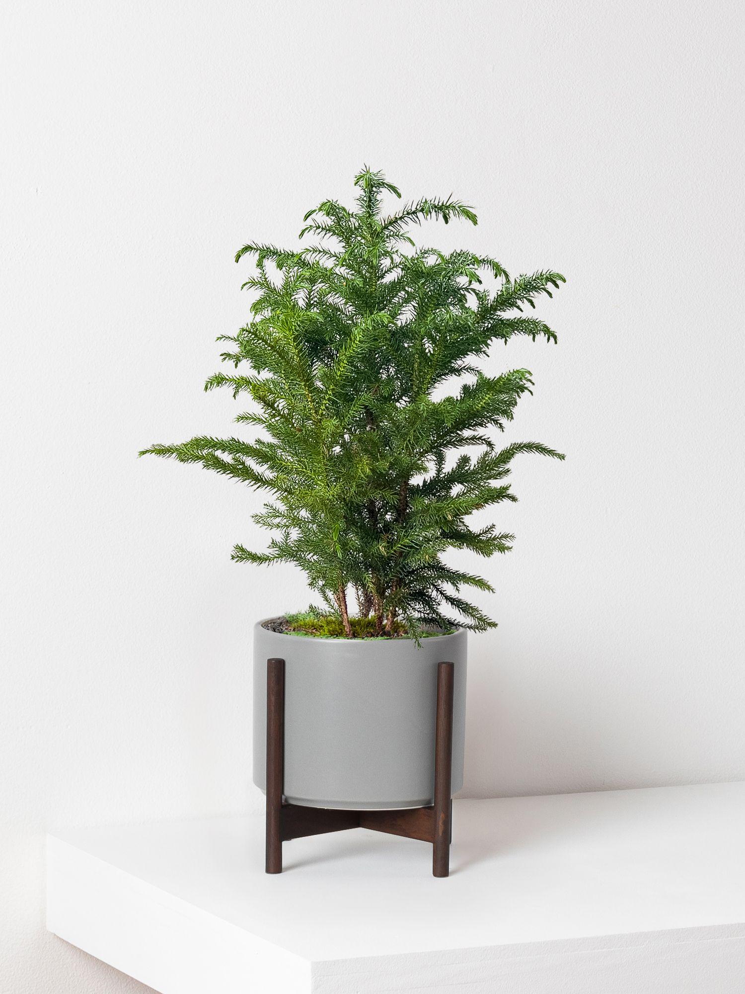 Norfolk Island Pine