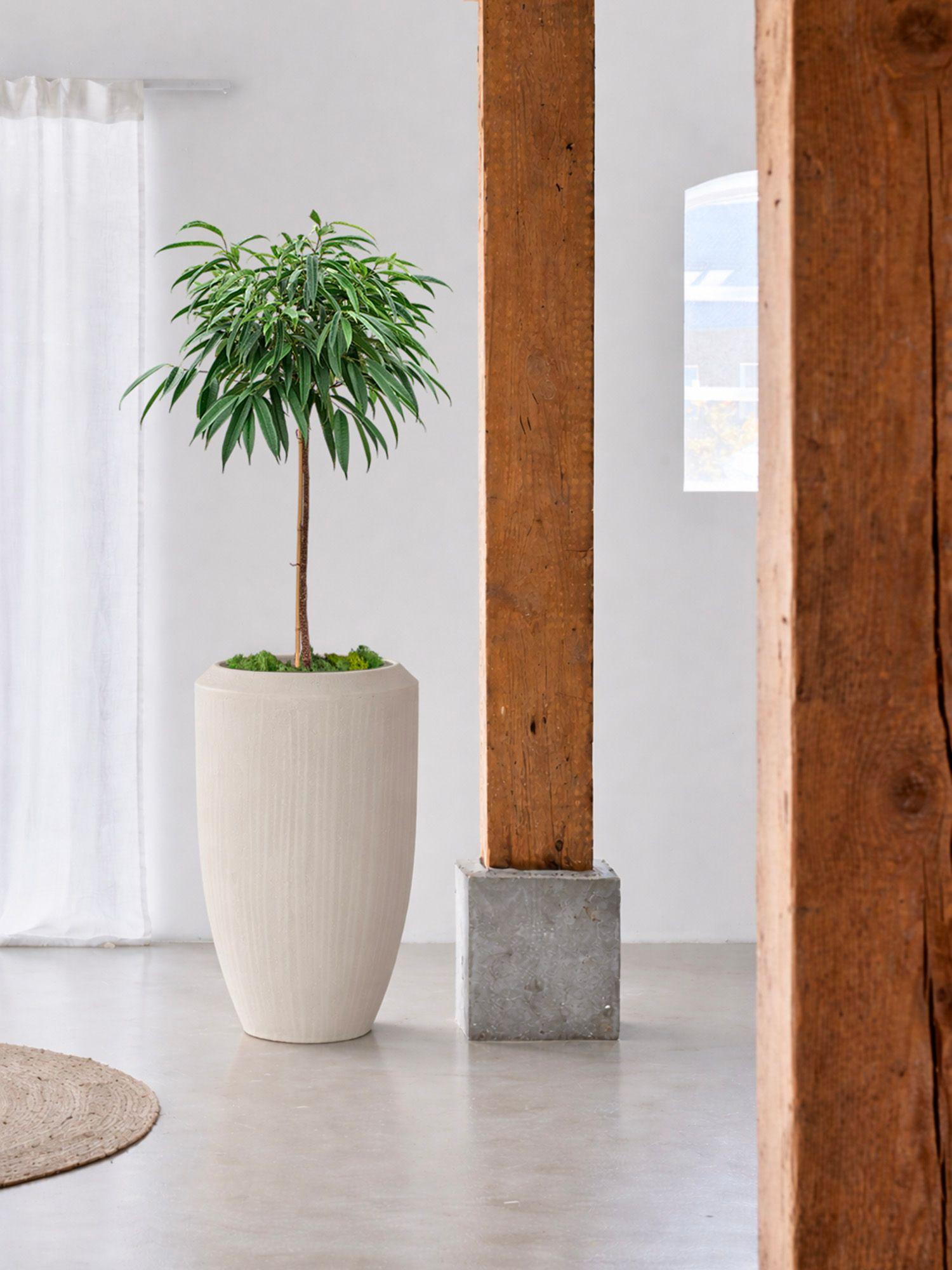 Arbre Ficus Alii (Copy)