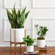 L Easy Care Plant Bundle
