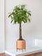 Braided Money Tree