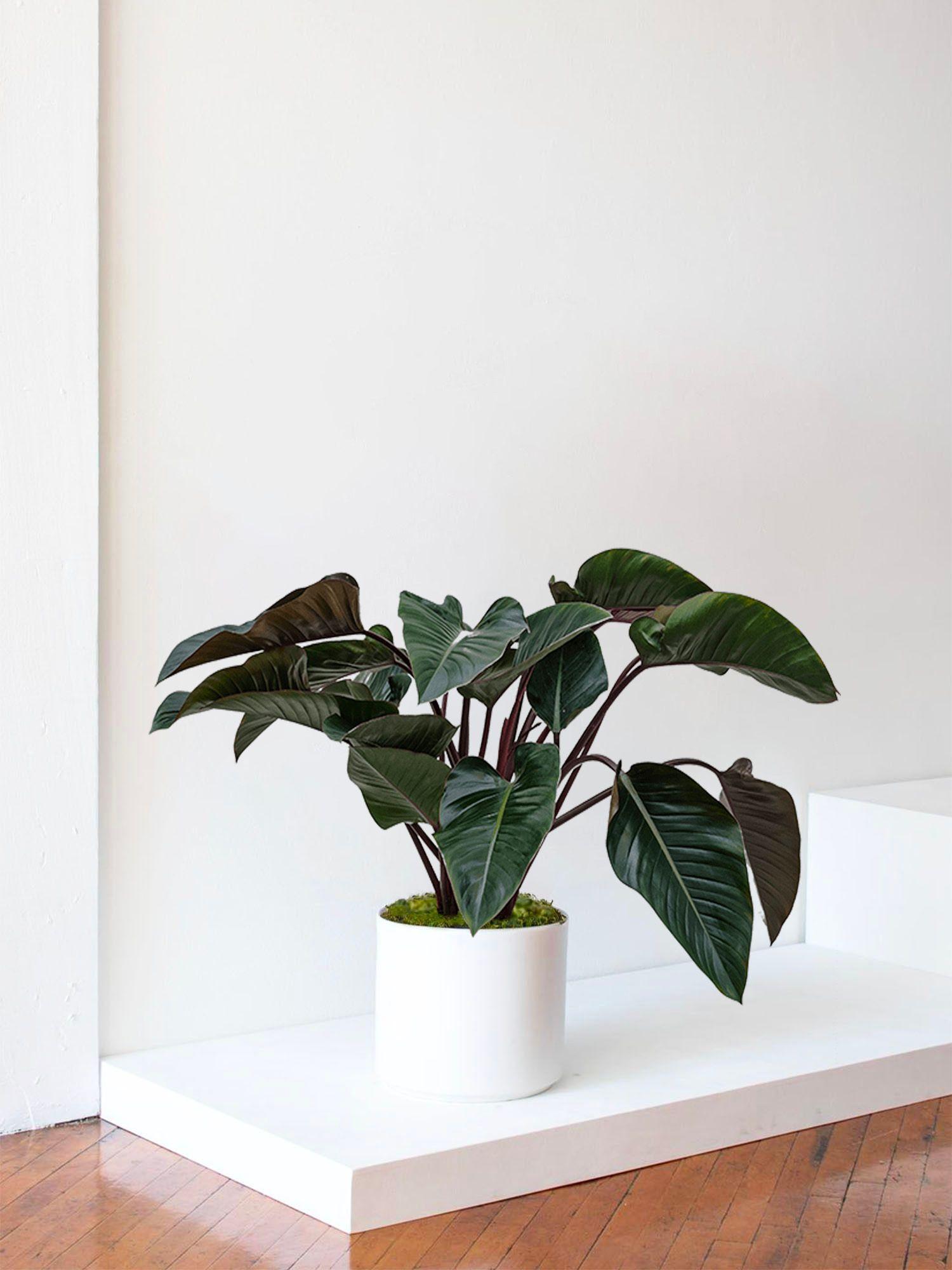 Philodendron Red Beauty