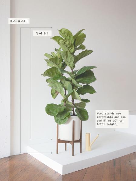 Fiddle Leaf Fig Bush