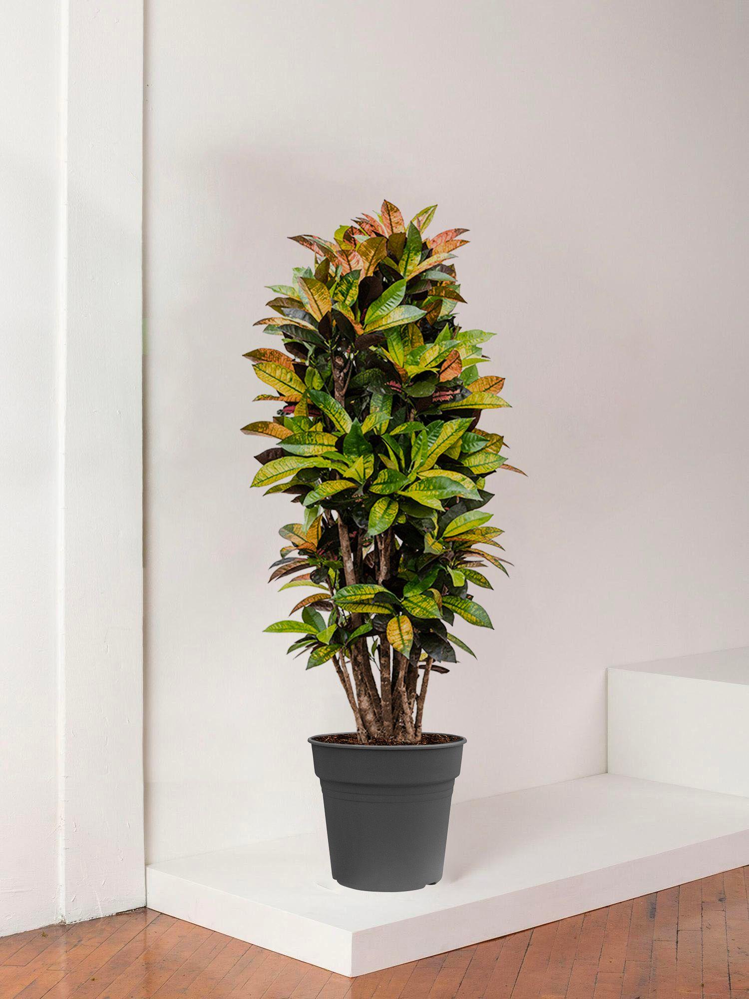 Croton Miss Iceton