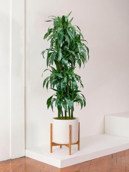 Dracaena Fragrans Janet