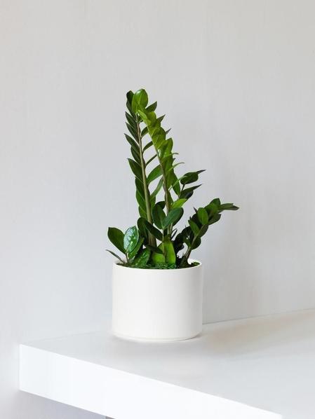 Pack XL - Plantes faciles à entretenir