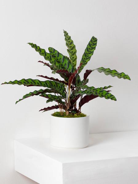 Calathea Paon de Rio - Cache-pot Mid-Century blanc