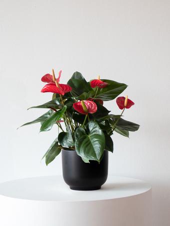 indoor plants picture